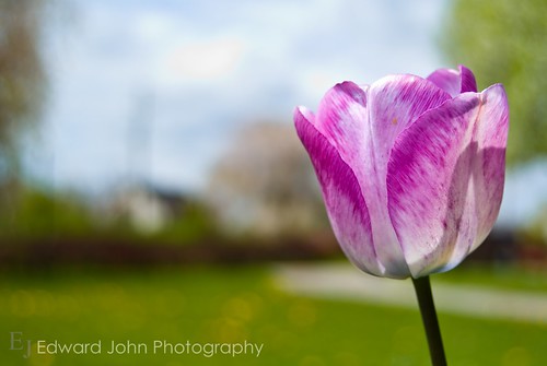 Mothers Day Tulip