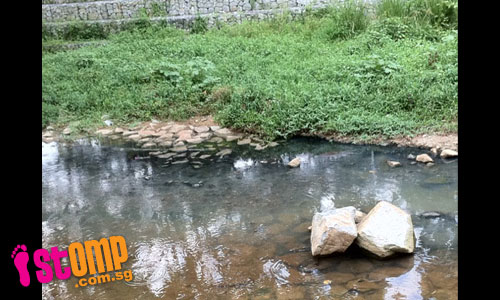 Bishan Park canal stinks: Is sewage being discharged into canal?