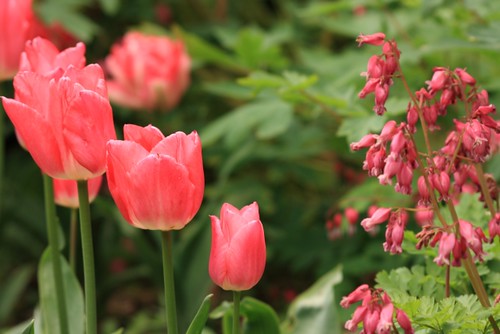 Tulips and Dicentra in the Woodland Garden
