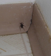 Bathroom Spider 2