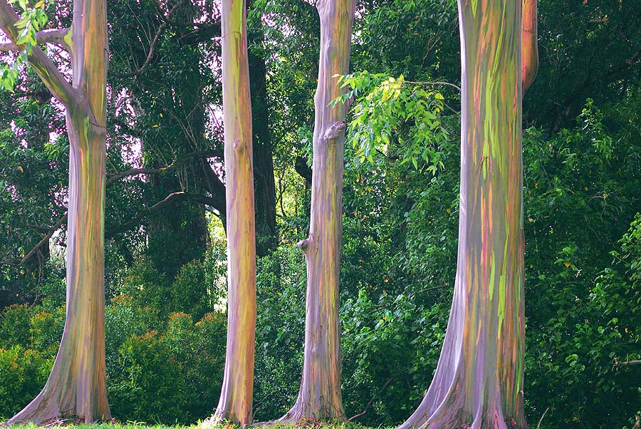 Thumb Photos of the Rainbow Eucalyptus, a colorful tree
