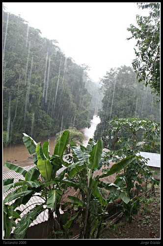 El monzón desde la selva tailandesa  / Monsoon rain from thaylandese jungle