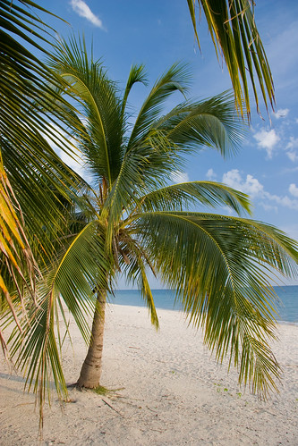 Palms on a white sand beach, Playa Acone