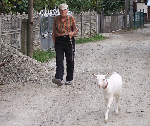 A man walking his goat home