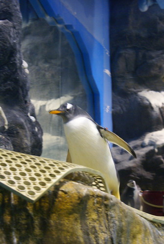 企鵝 penguin