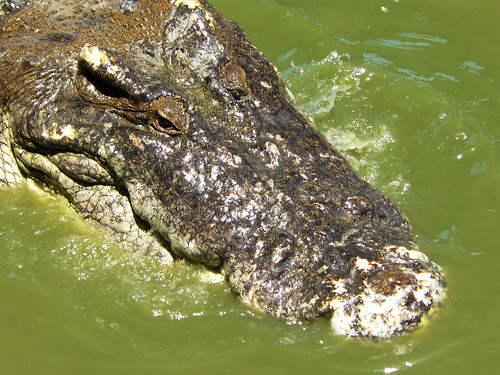 alligator crocodile hybrid