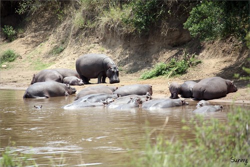 你拍攝的 62 Mara River - Hippo。