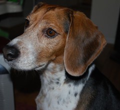 Toby, Prince of the Beagles