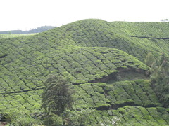 Tea Plantation - Munnar - Kerela