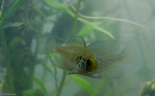 Bluespotted Sunfish