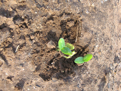 Cucumber Sprout Pictures, Photos