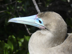 red-footed boobie bird upclose