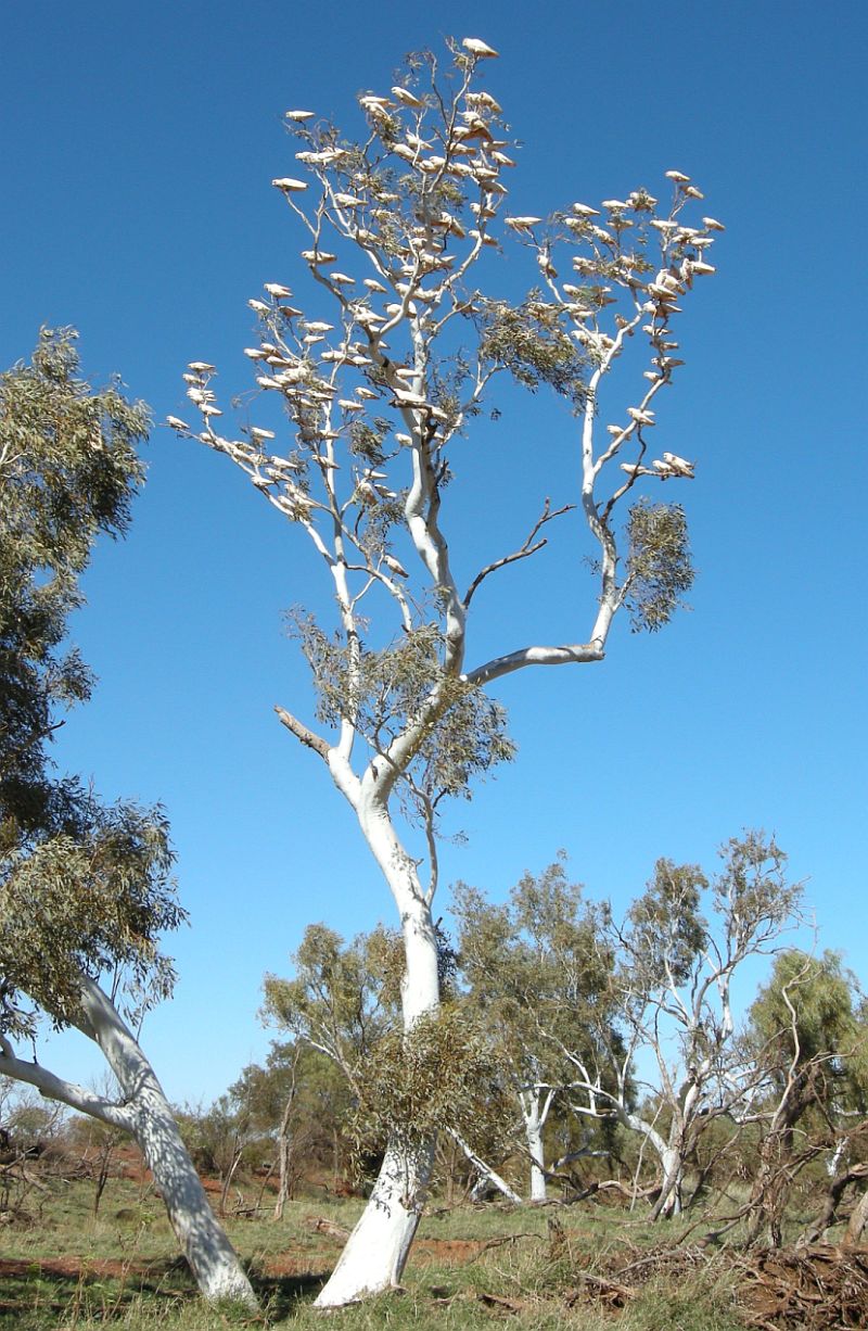 white galah tree