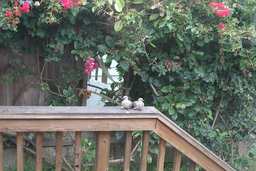 doves on the deck