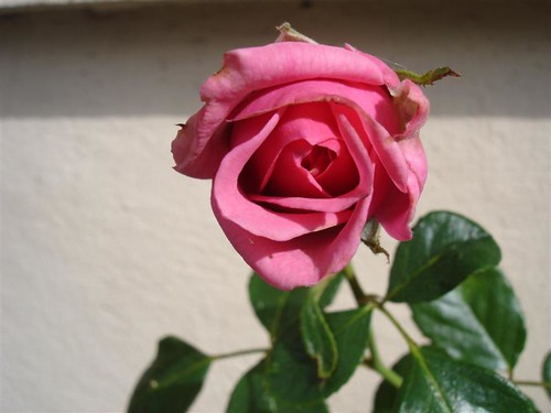 rose 200708