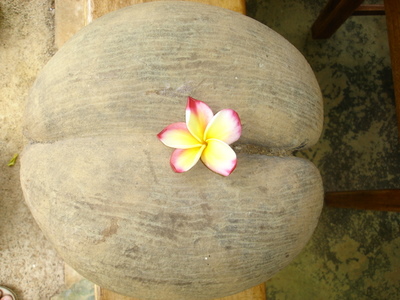 Coco de Mer with Frangipani, picture taken by Lana