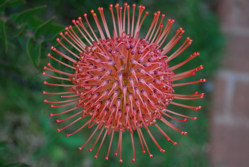 Australian flower