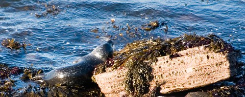 Seals at Ham (6)