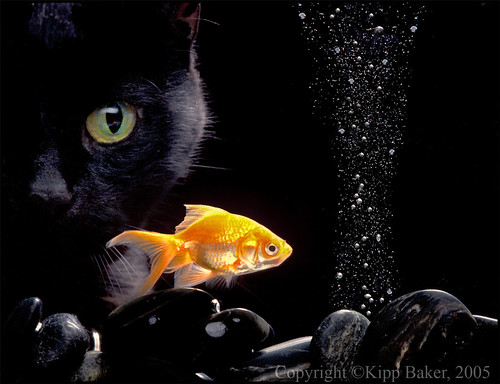 black cat eyes. Black Cat N Gold Fish