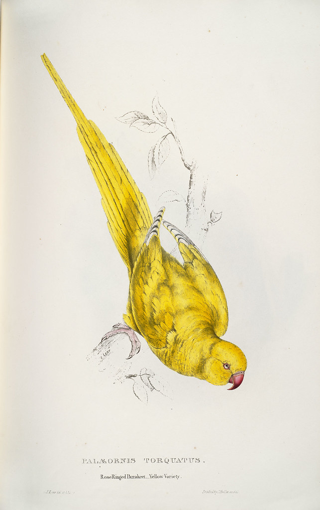 Palæornis torquatus. Roseringed parrakeet. Yellow variety
