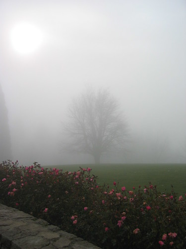 Council Crest Park in the fog