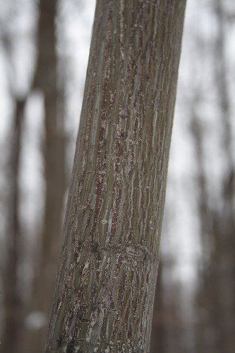 elm tree bark photo. The ark is smooth with green