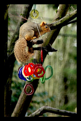 Crazy squirrel!!! On my windchime