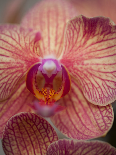 Backyard Orchids 2