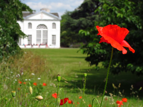 Poppies and the Orangery at Kew