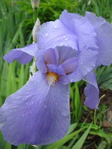 Aunt Jane's iris