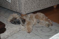 Bailey-head on pillow