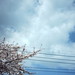 桜と雲（2009.03.20）