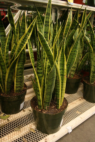 Sansevieria - Mother-in-law tongue or Snake Plant [Photo by Green Acres Nursery and Supply]