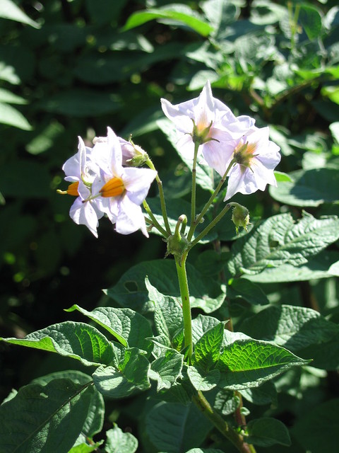 for Sarah, who doesn't think potato plants are pretty