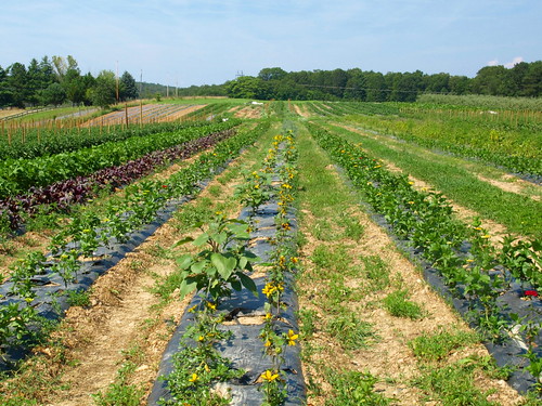 rows of vegetables