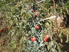 heirloom tomatoes hania chania