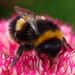 Kelvingrove Park Bee 06