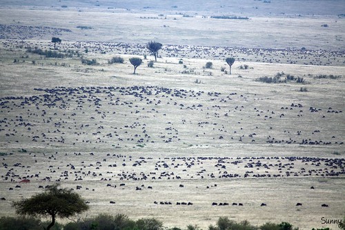 你拍攝的 30 Masai Mara - Wildebeest。