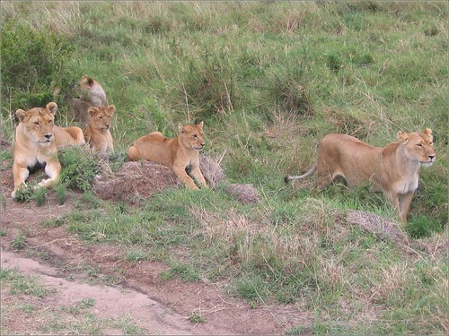 你拍攝的 87 Masai Mara - Lion。