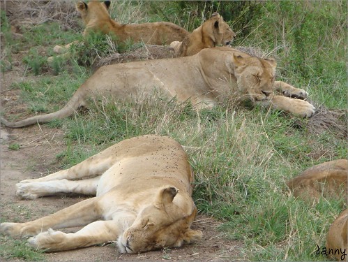 你拍攝的 91 Masai Mara - Lion。