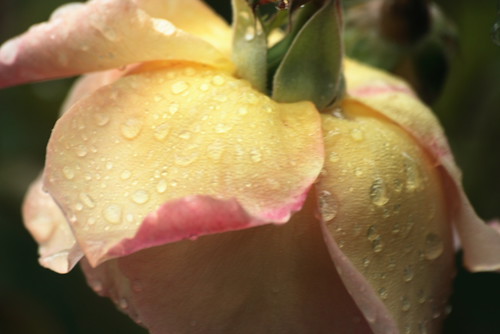 Rose After Rain