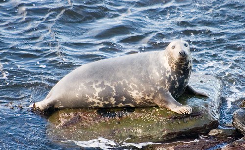 Seals at Ham (13)