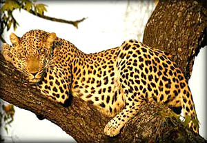 spotted-leopard