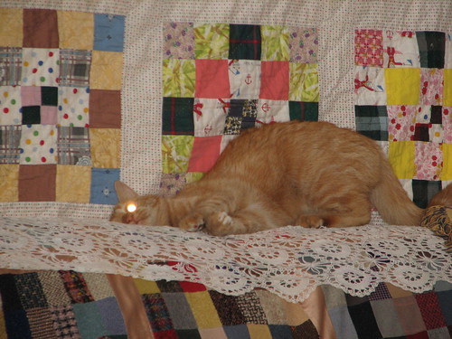 cat attains enlightenment #2