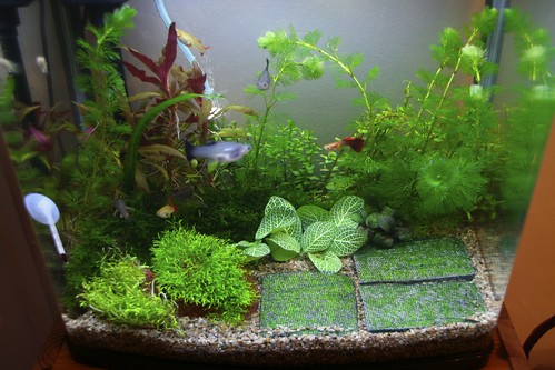 fish tank plants. I redid my tank again tonight.