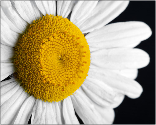 Ox-eye daisy (by Silver Image)