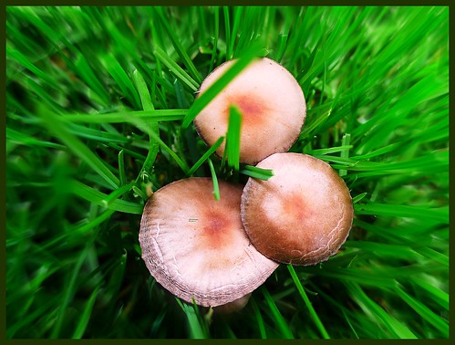 Mushrooms in the lawn