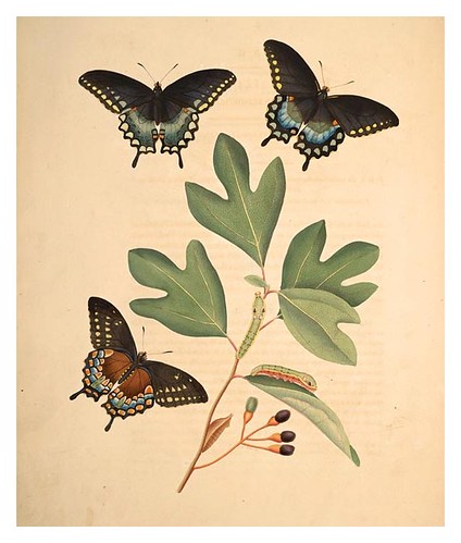 06-Illustration of Papilio Ilioneus. Laurus Sassafras 2