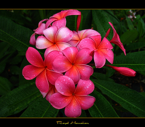 Hawaiian Flowers The Plumeria Royal Hawaiian