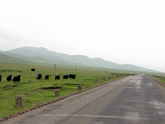 Yaks are my constant companions in Qinghai Province (304 road from Erlou), China